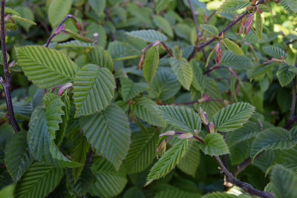 Carpinus betulus (BUNDLE OF 25) 60-80 cm
